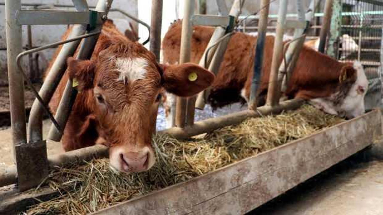 Bakanlık '&ouml;zel sekt&ouml;re kesimlik hayvan ithalatı izni' iddialarını yalanladı
