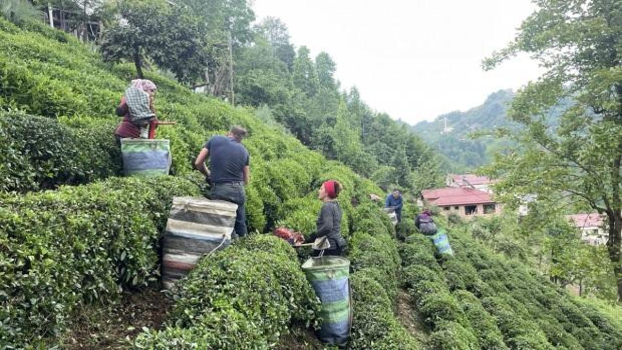 "&Ccedil;ay Sokağı" konutlarına &ccedil;ay &uuml;reticilerinden destek: "Filizlenen &ccedil;aylar yuva olsun"