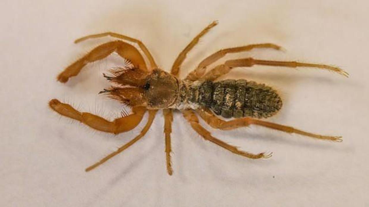 Hakkari'de yeni &ouml;r&uuml;mcek t&uuml;r&uuml; keşfedildi
