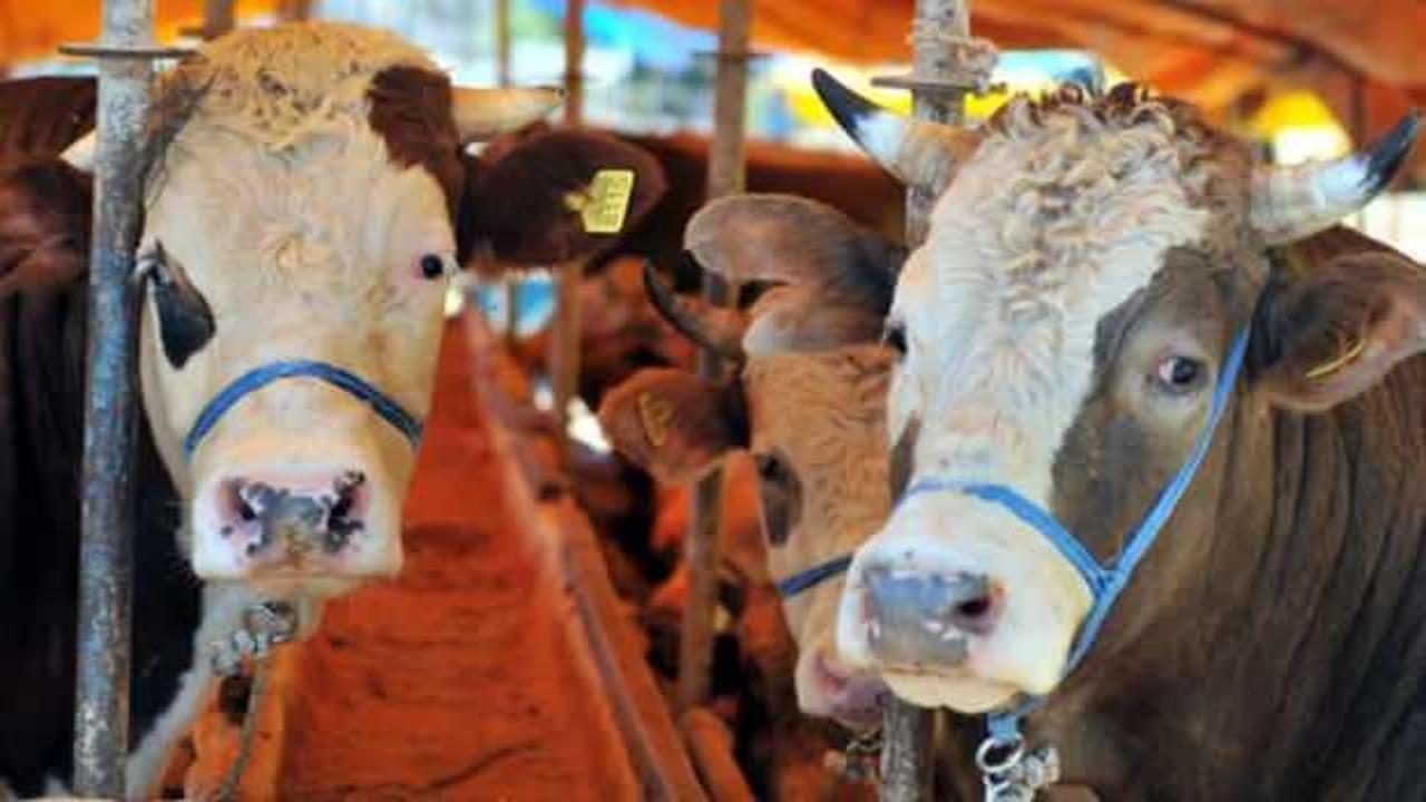 Kasaplar Federasyonu'ndan kurbanlık fiyatlarını şişirecek a&ccedil;ıklama!