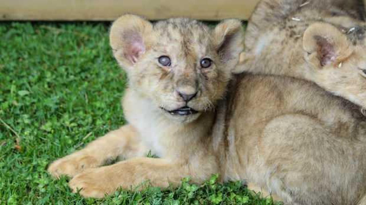 Cumhurbaşkanı Erdoğan'ın aslanları d&ouml;rd&uuml;z doğurdu