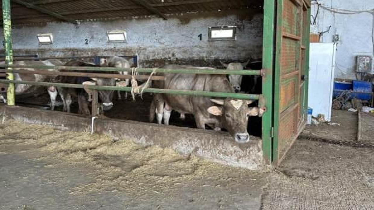 Bu dana kurbanlık almaya gelenleri şaşırtıyor