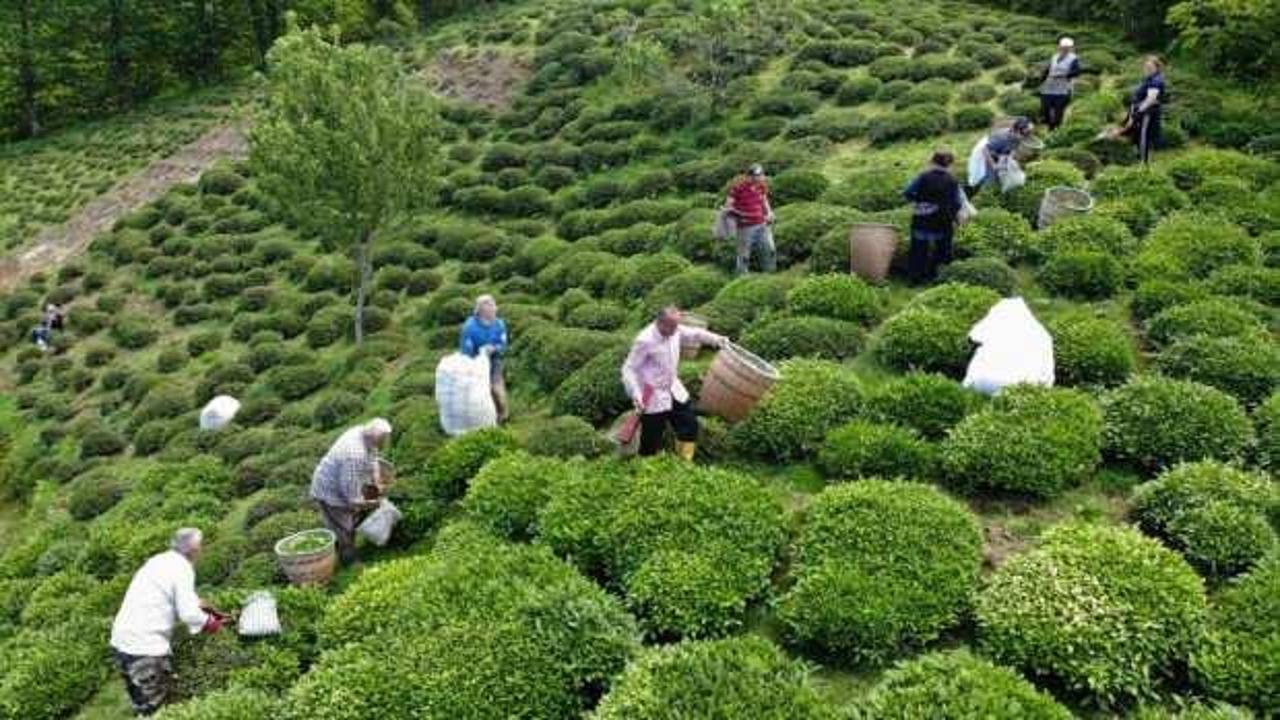 Fındık diyarı Ordu’da ilk çay hasadı başladı