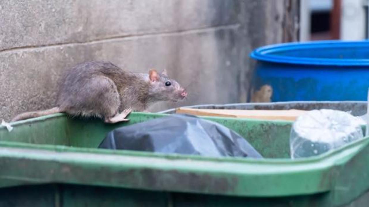 Paris Belediyesi'nden ilginç karar: İnsanlarla fareler birlikte yaşayacak