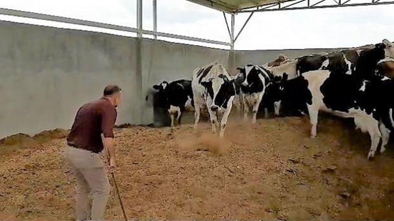 B&ouml;yle bakıcı d&uuml;şman başına: 28 ineği &ccedil;aldı! Vurgun planını JASAT dedektifleri bozdu