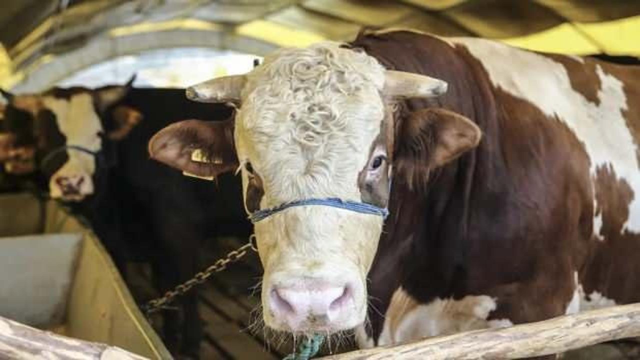 İzinsiz alanda kurban kesene 293 bin TL ceza! Hangi alanlarda kurban kesilmez?