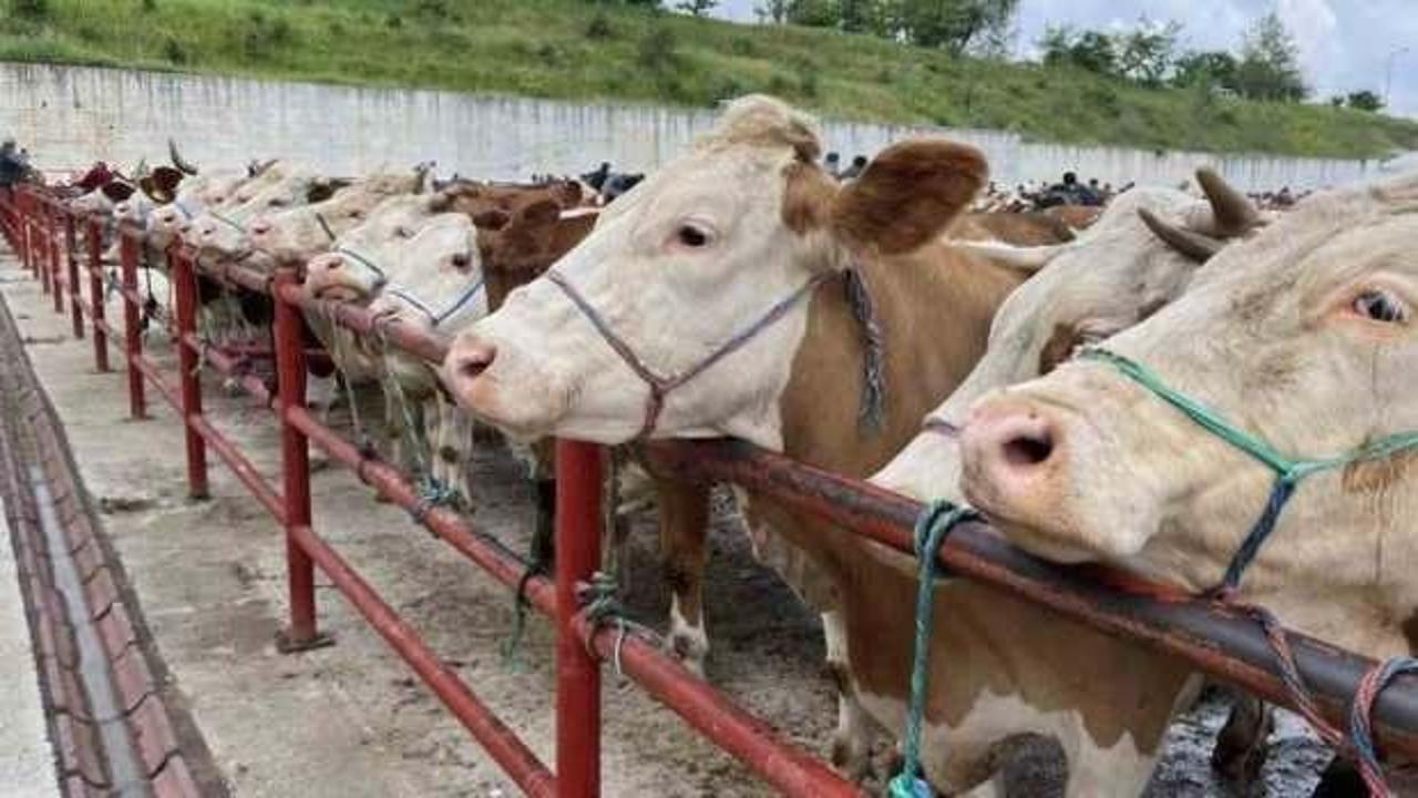 Kurban Bayramı &ouml;ncesi Kırım Kongo Kanamalı Ateşi uyarısı!