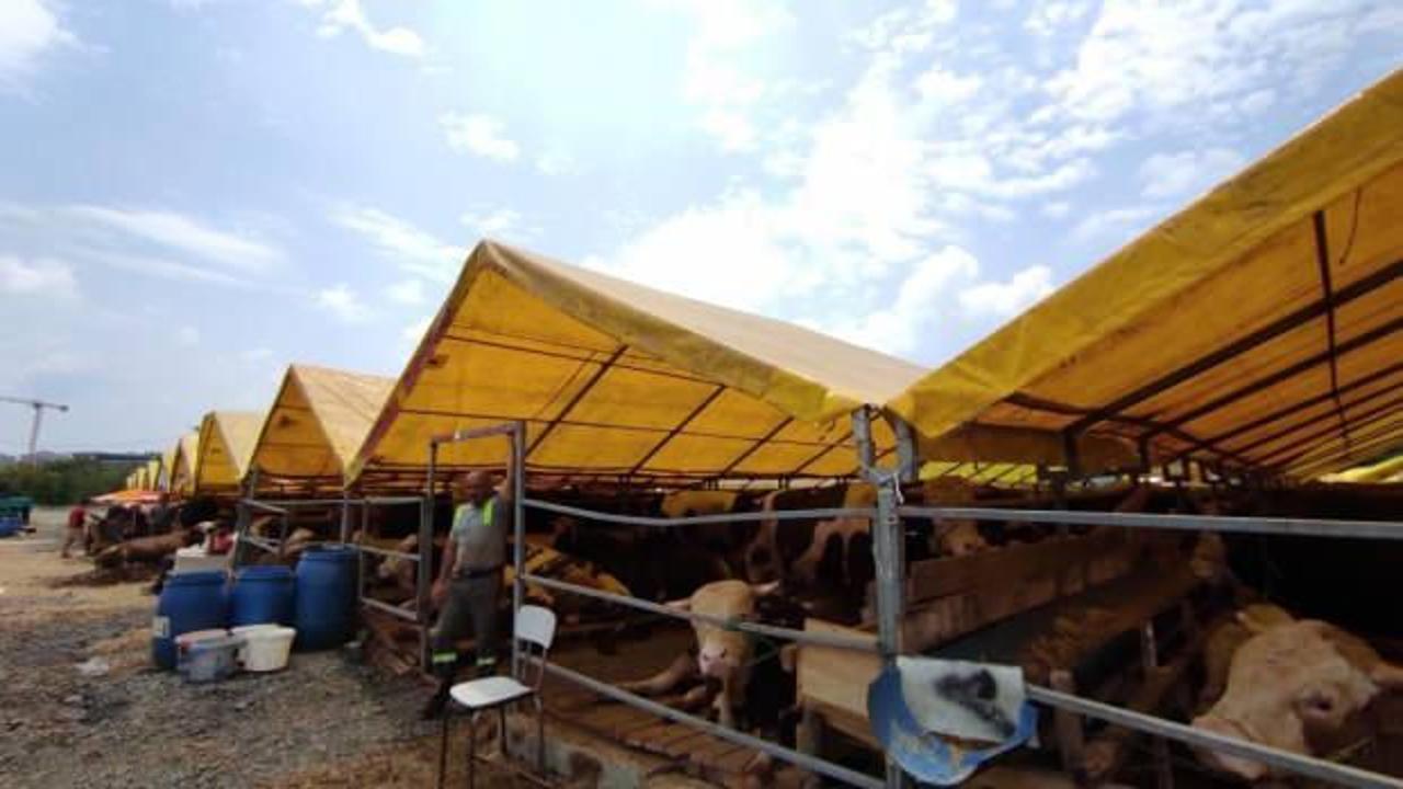 Kurban pazarlarındaki b&uuml;y&uuml;kbaşların y&uuml;zde 80'i satıldı