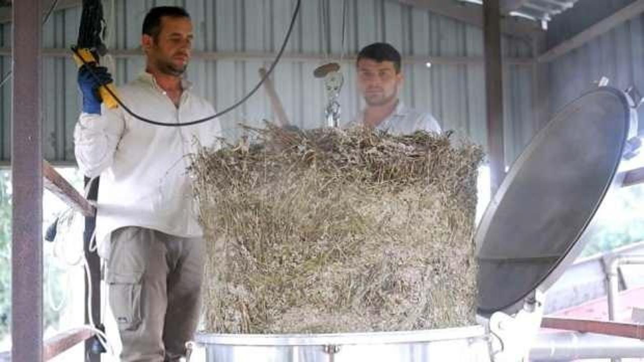 Litresi 120 Euro'ya bile satılıyor! Ve hasadı başladı