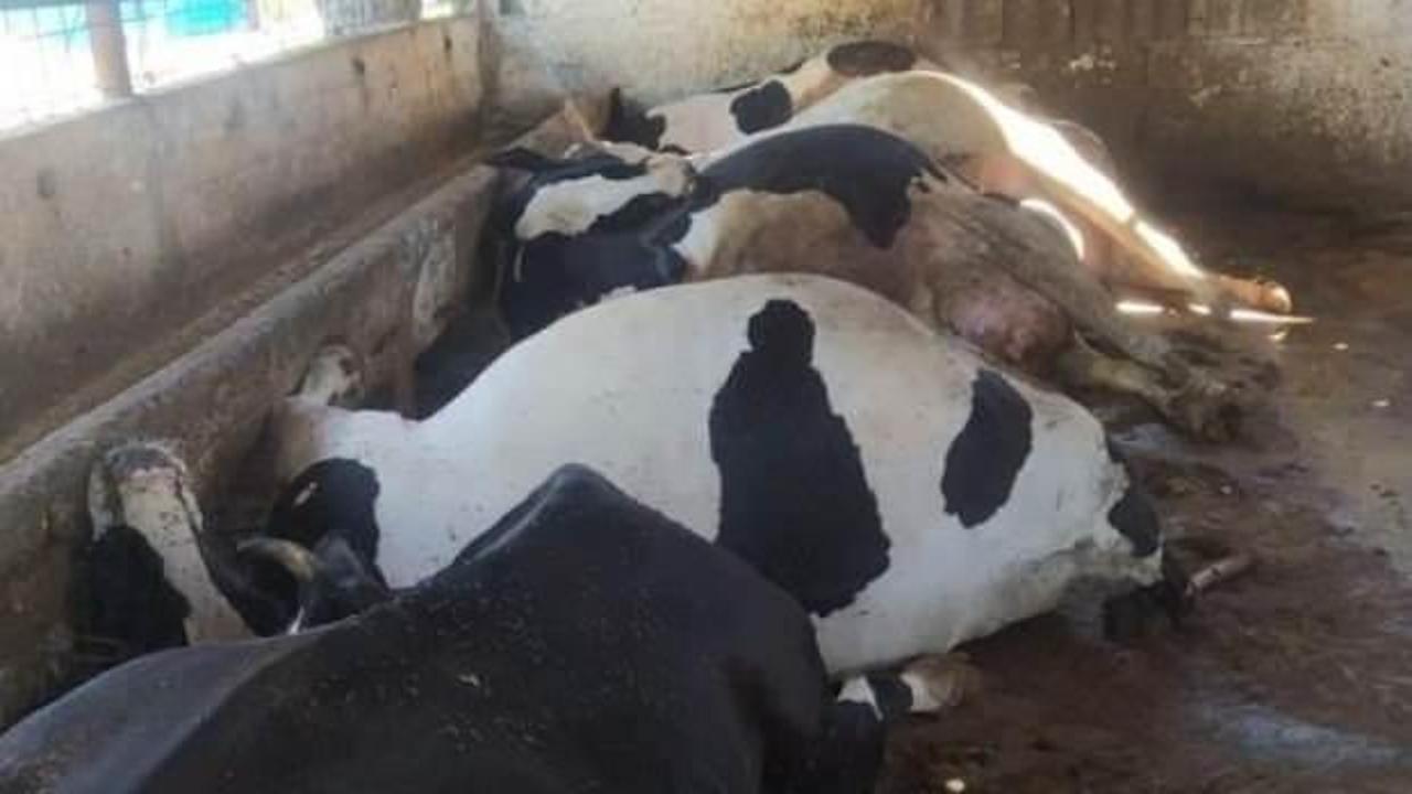 İneklerin feci sonu! Hepsi telef oldu