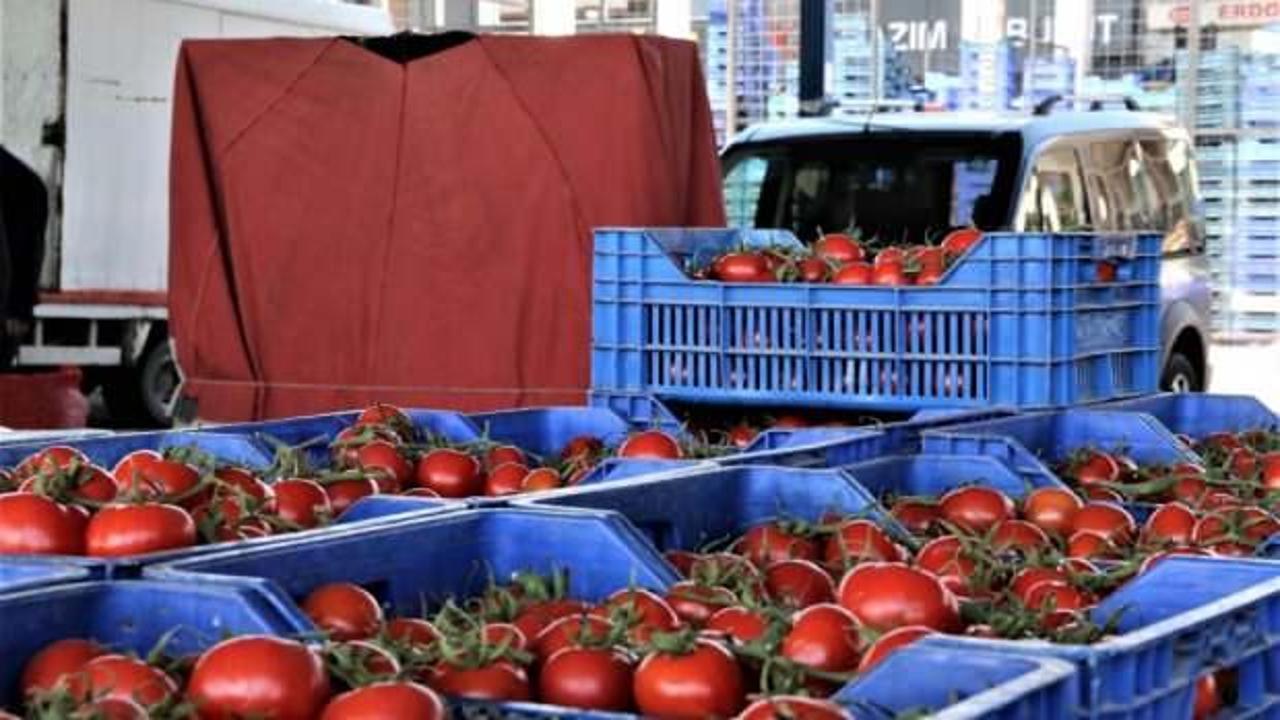 Rusya'nın ''domates'' kararı Türkiye'nin ihracat rakamlarına olumlu yansıyacak