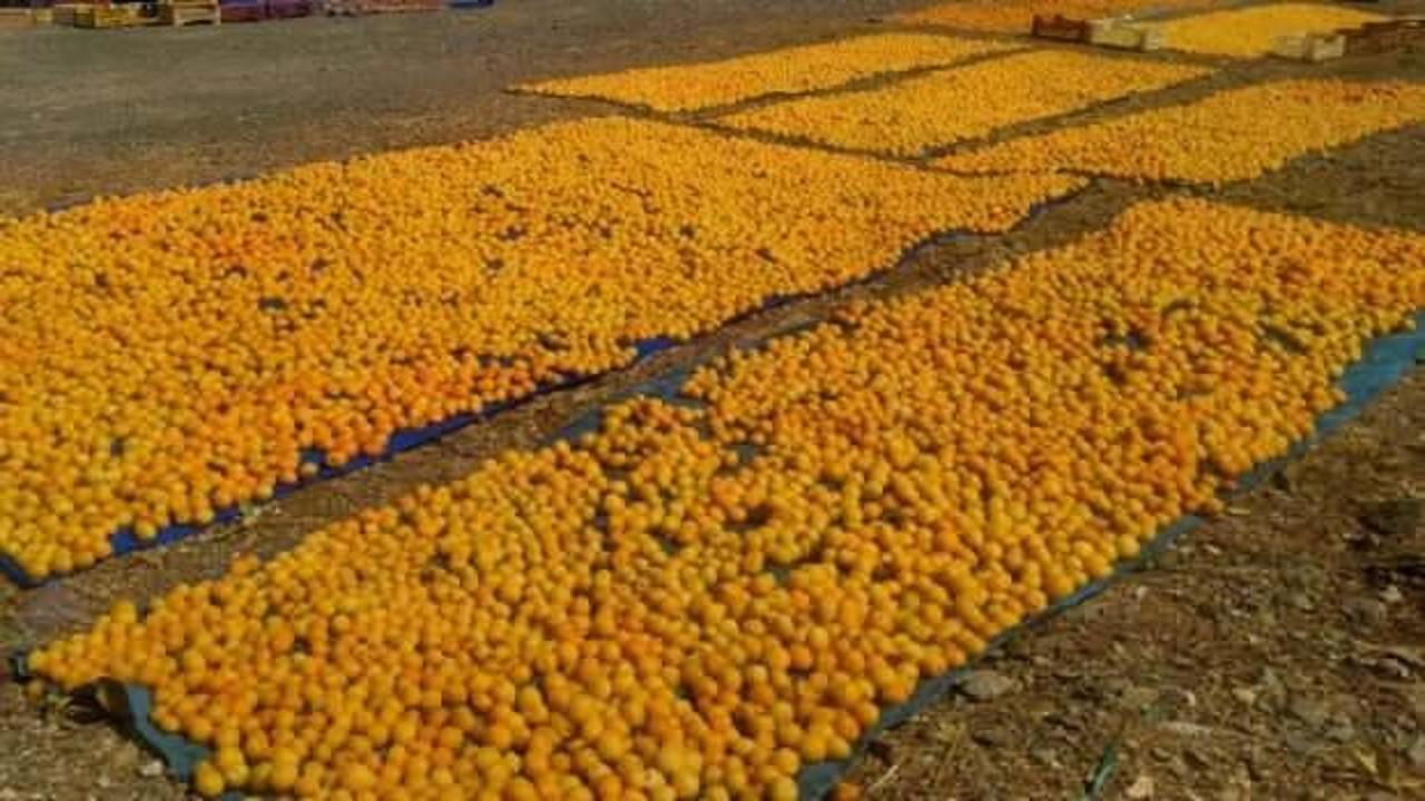 Malatya'da kayısı hasadı başladı