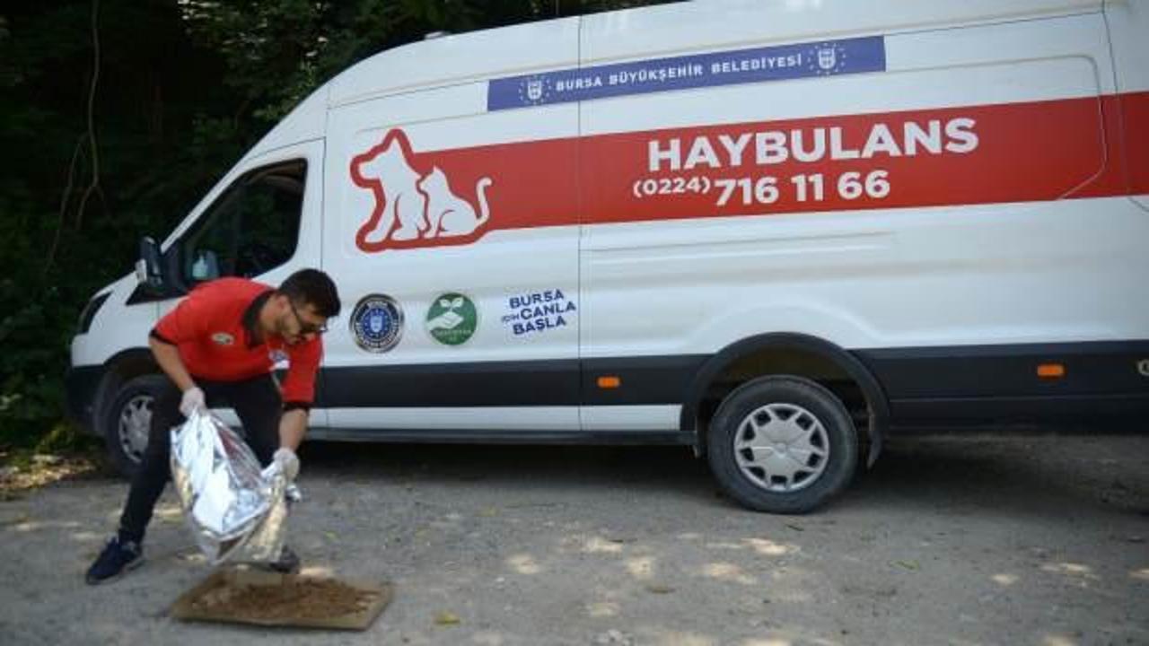 Haybulans, 4 ayda 900 sokak hayvanına acil m&uuml;dahale etti  