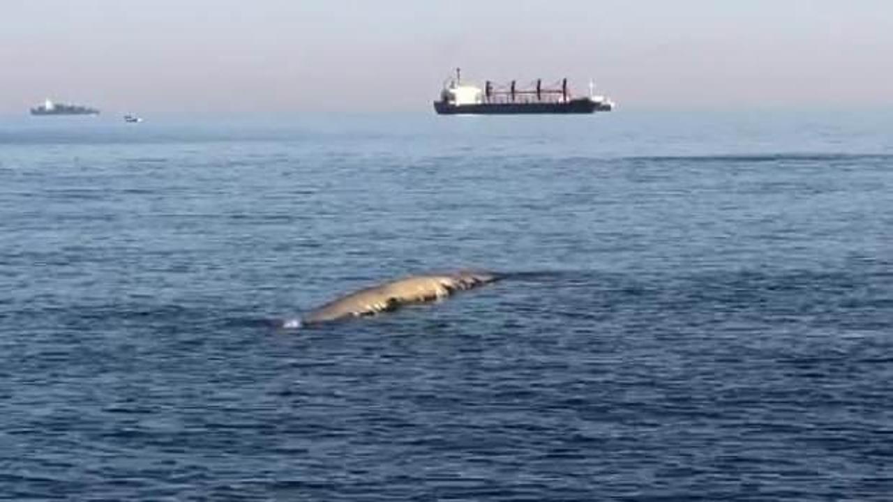 Balina sanıp sahile koştular, ger&ccedil;ek &ouml;yle bir şey &ccedil;ıktı ki!