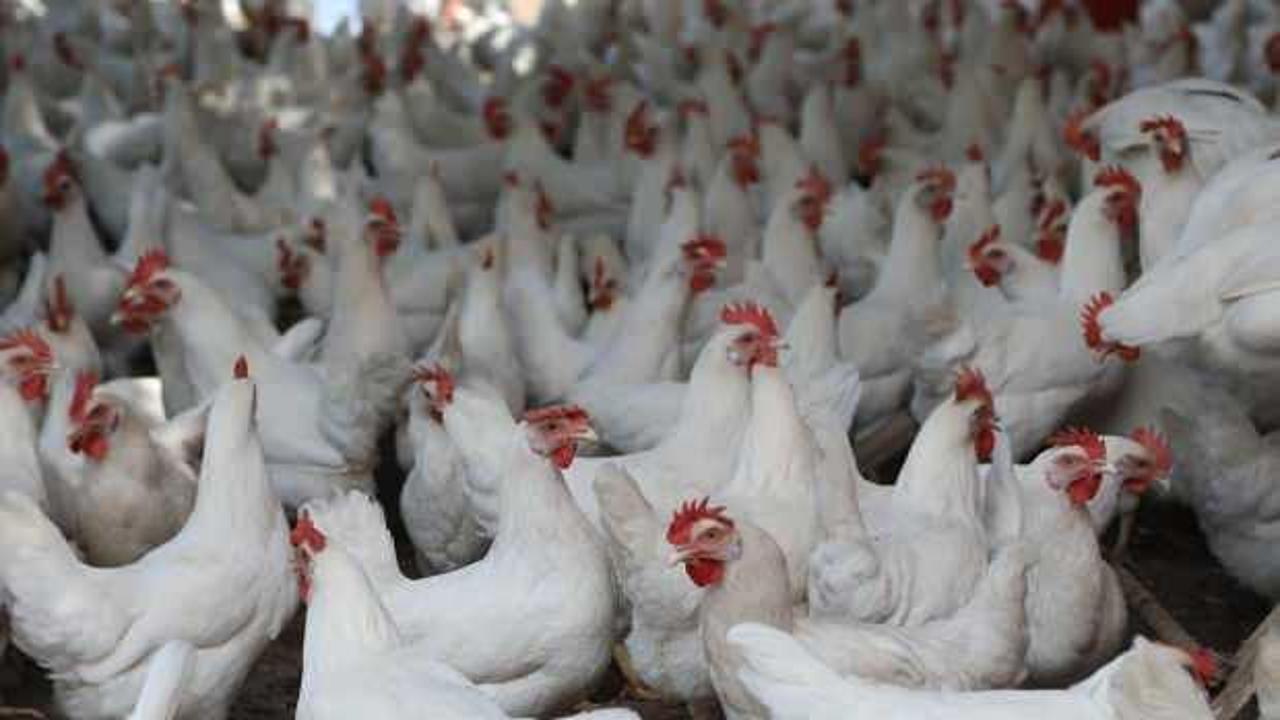 Çin'de bir çiftlikte 4 bin tavuk sıcak nedeniyle telef oldu