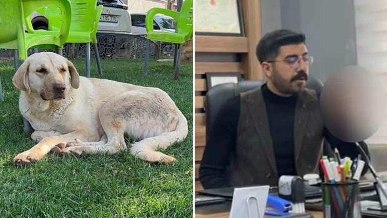 Sokak köpeğinin saldırısına uğrayan genç mimar kuduz olarak hayatını kaybetti