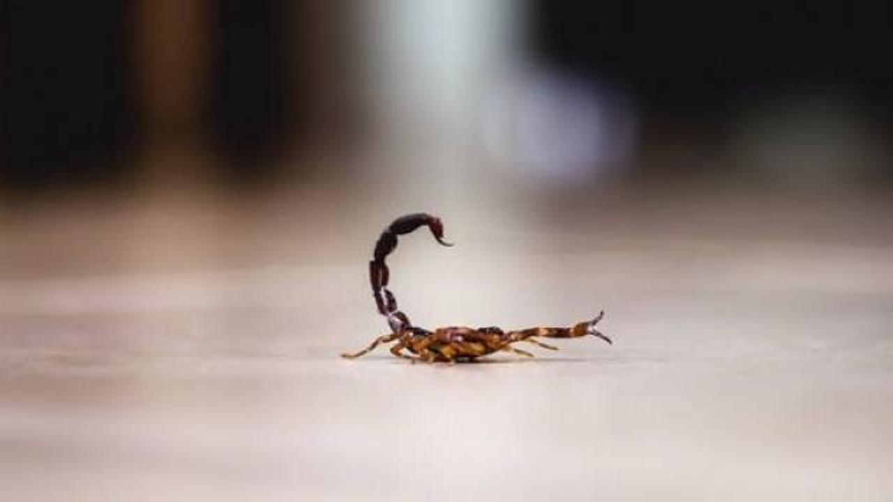 &Ccedil;orum'da akrep sokan kadın hastaneye kaldırıldı