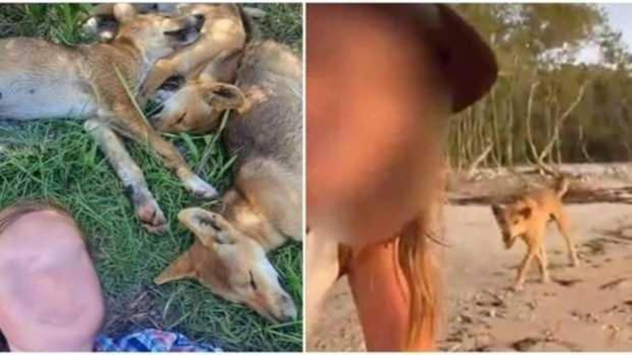 Dingolarla selfie &ccedil;eken turistlere para cezası