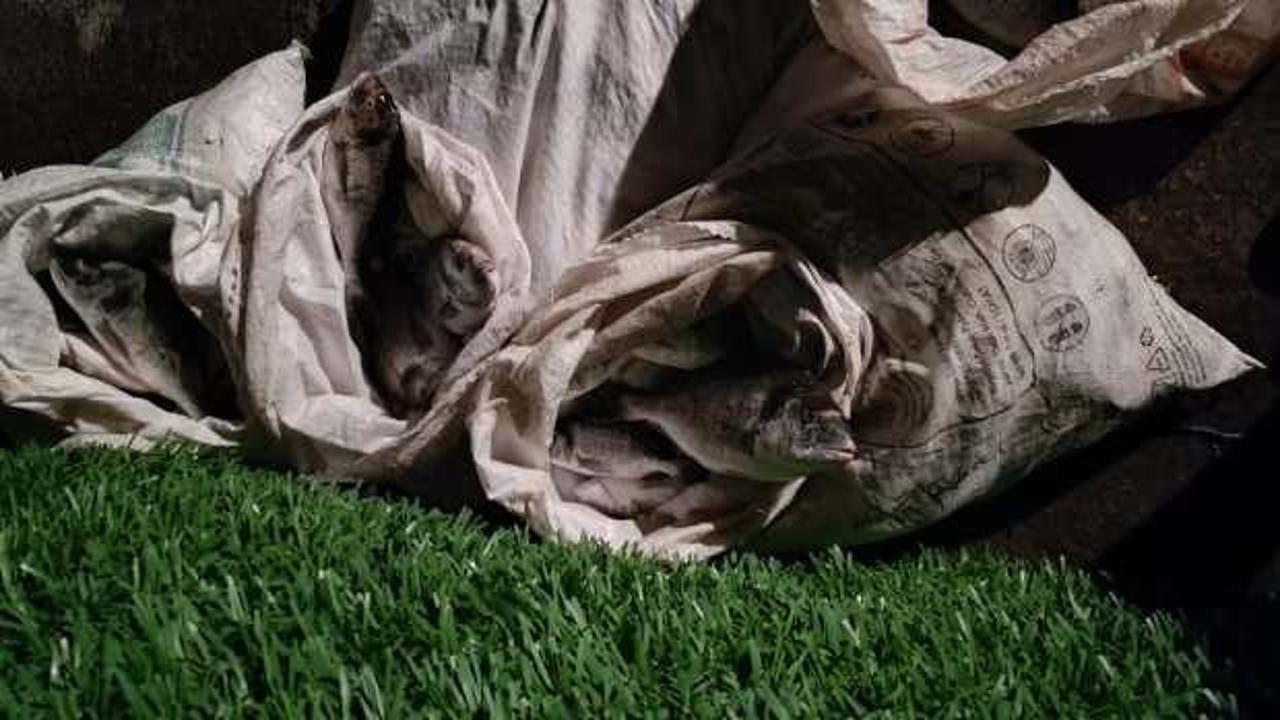 Hatay'da şaşkına &ccedil;eviren olay! 1,5 milyon liralık balık &ccedil;aldılar