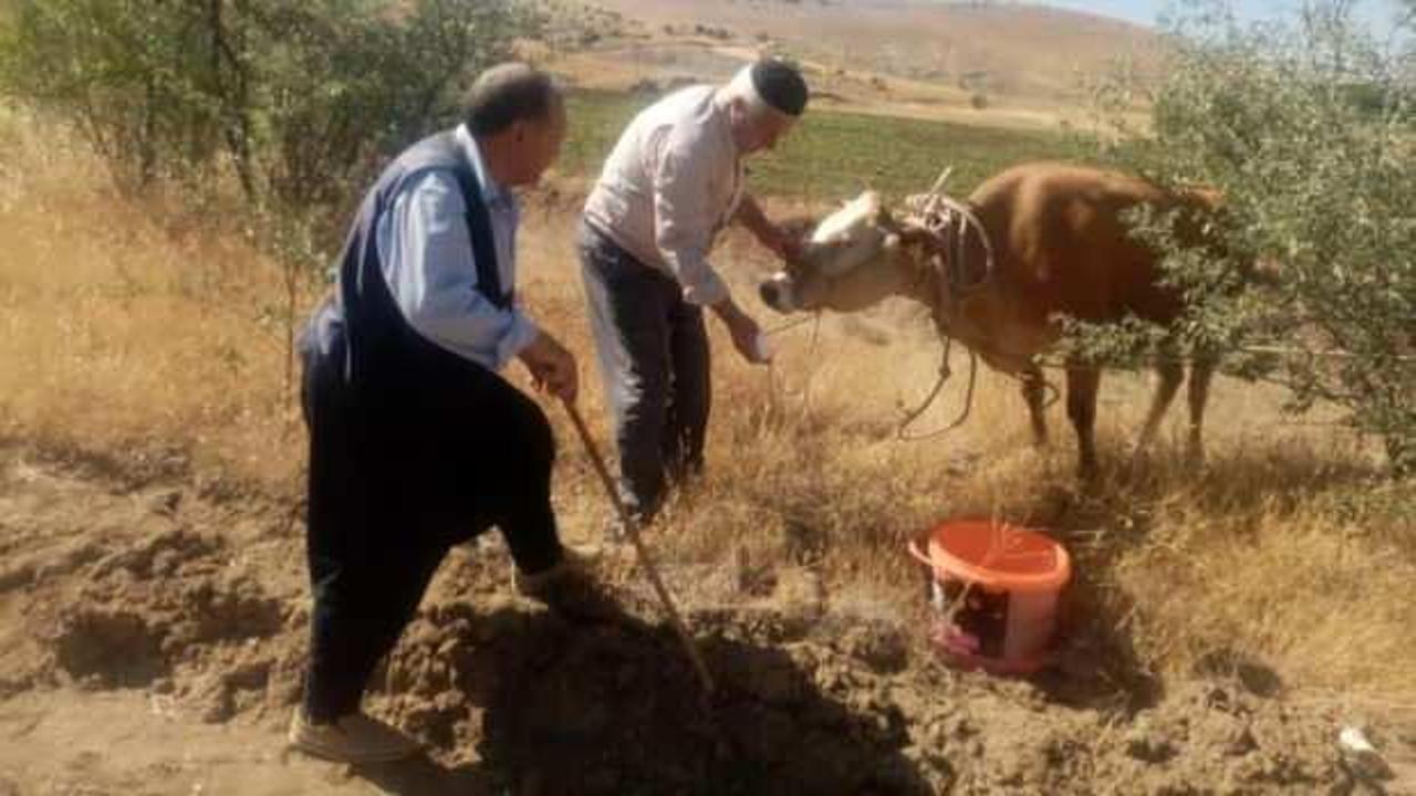 Kurban Bayramında kaçan inek, 22 gün sonra yakalandı