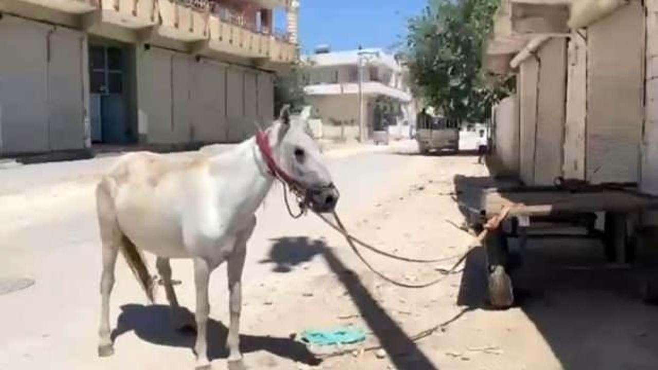 Yeni aldığı at hayatının şokunu yaşattı