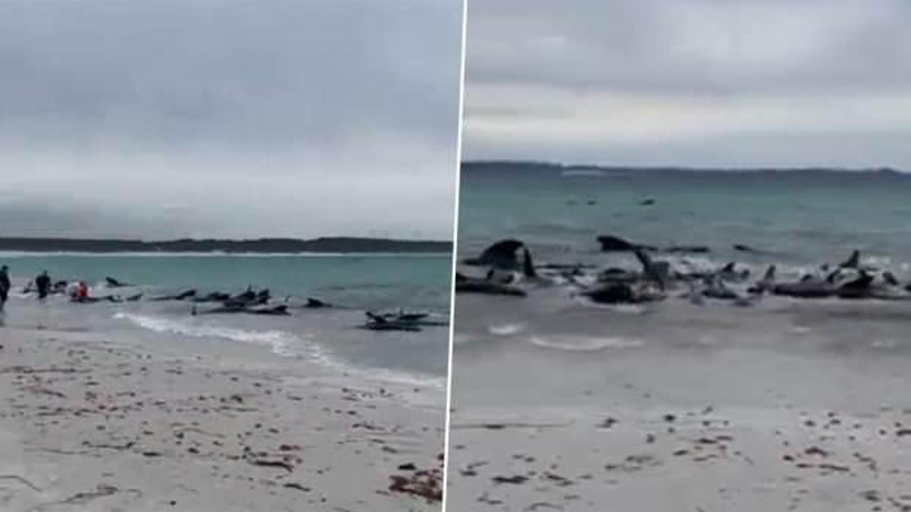 Avustralya'da karaya vuran onlarca balina öldü