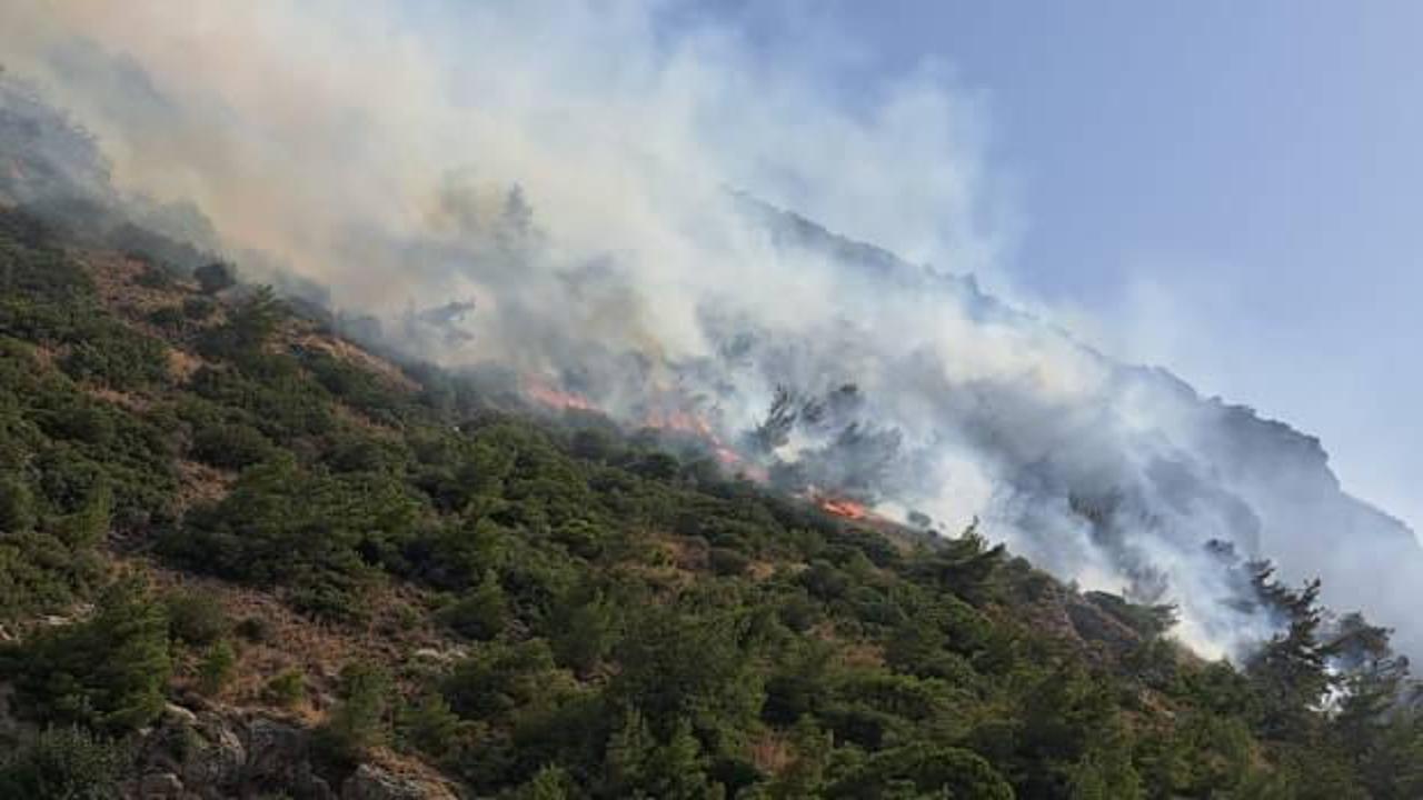 Aydın'ın Söke ilçesinde orman ve makilik alanda yangın çıktı!