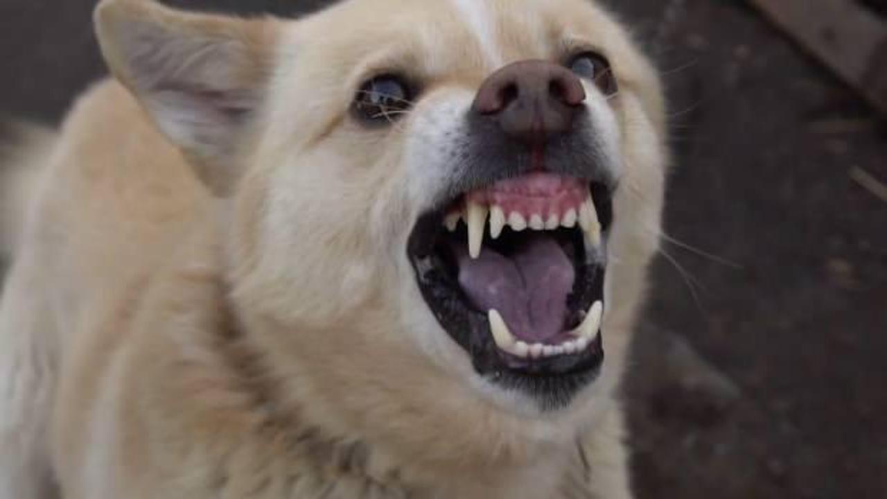 Başıboş köpekler bu kez 7 yaşındaki görme engelli çocuğa saldırdı