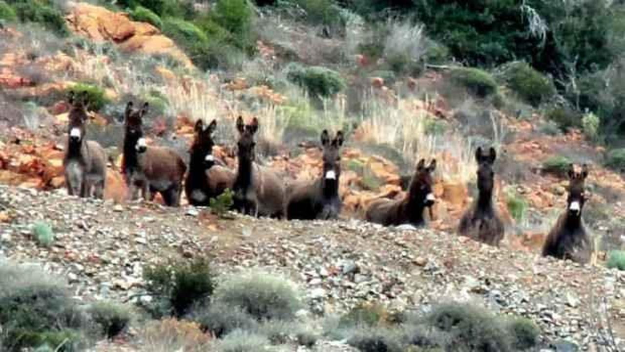CHP’li Datça Belediyesi’nden 'ikiyüzlülük'! "Eşekleri beslemeyin, köpekleri besleyin"