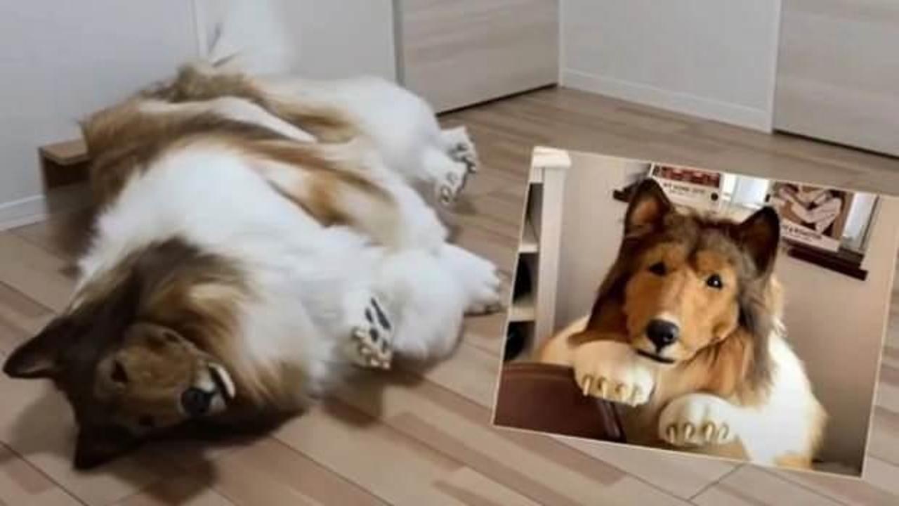 En b&uuml;y&uuml;k hayaliydi: Binlerce dolar harcayıp k&ouml;pek oldu