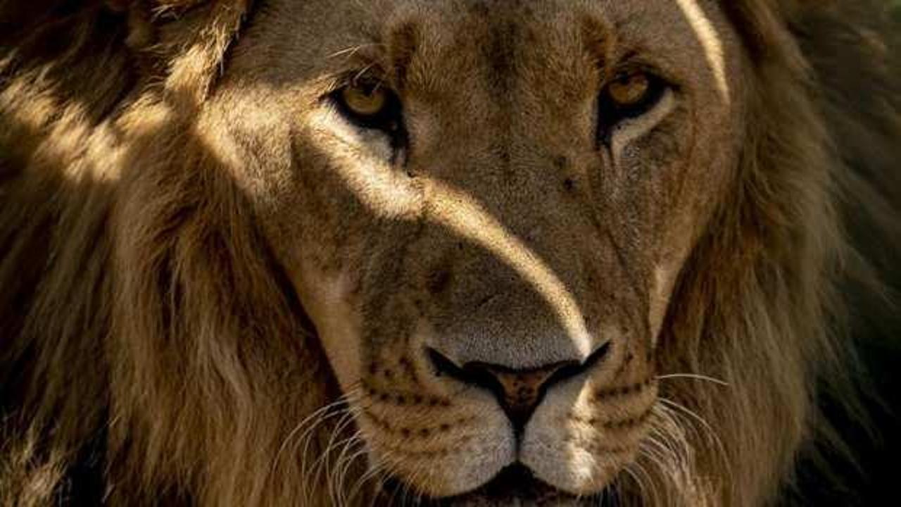 Hindistan'da bir kadın, aslan saldırısında hayatını kaybetti