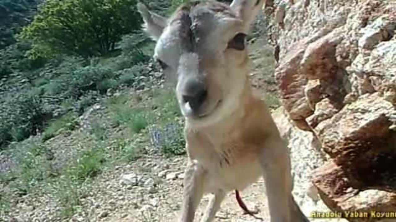 Nesli t&uuml;kenme tehlikesi altındaydı! Anadolu yaban koyunundan sevindirici haber