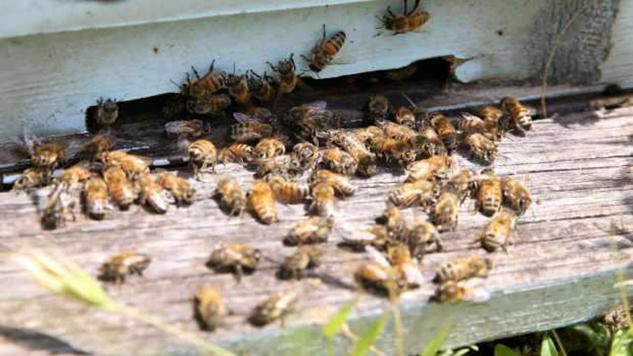 Galler'de binlerce arı kovanlarıyla çalındı