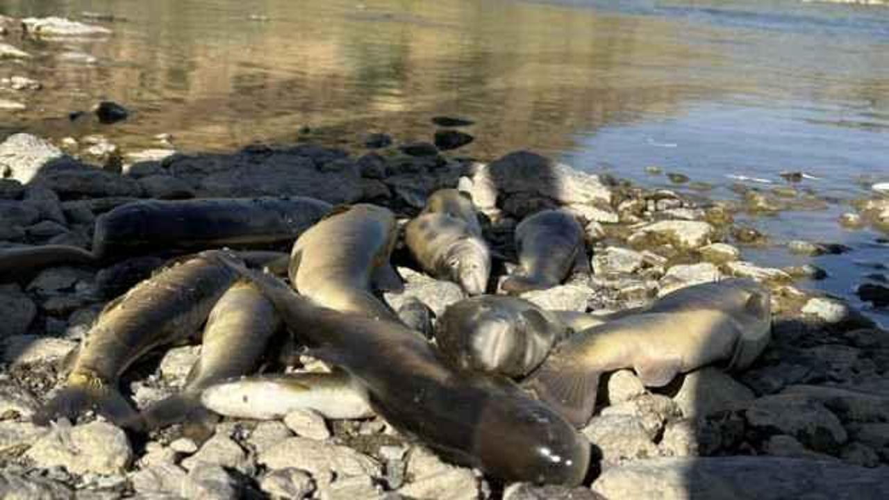 Hakkari'de korkutan balık &ouml;l&uuml;mleri