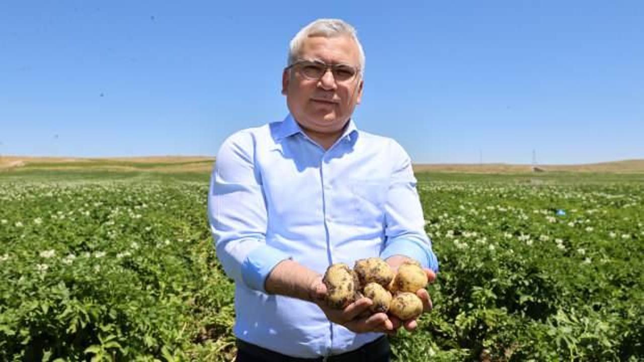 Sivas'tan rekor patates &uuml;retimi