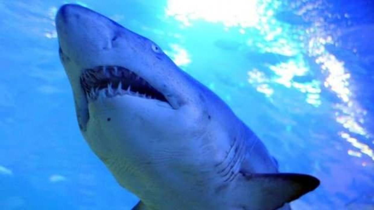 New York’ta köpek balığı saldırısı! Plaj kapatıldı