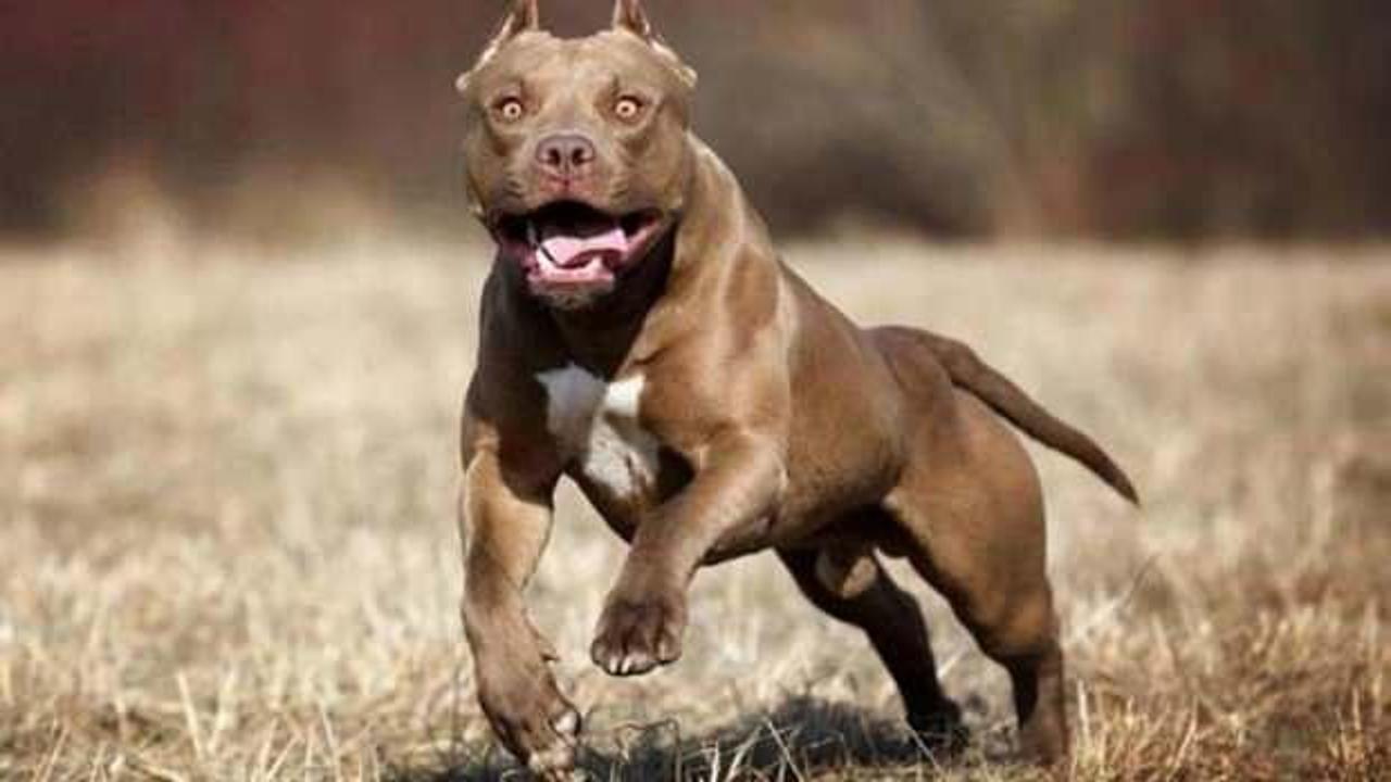 Ankara'da pitbull dehşeti
