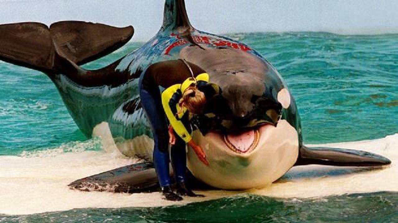 Katil balina "Lolita", 50 yılı aşkın esaret altında tutulduğu akvaryumda öldü