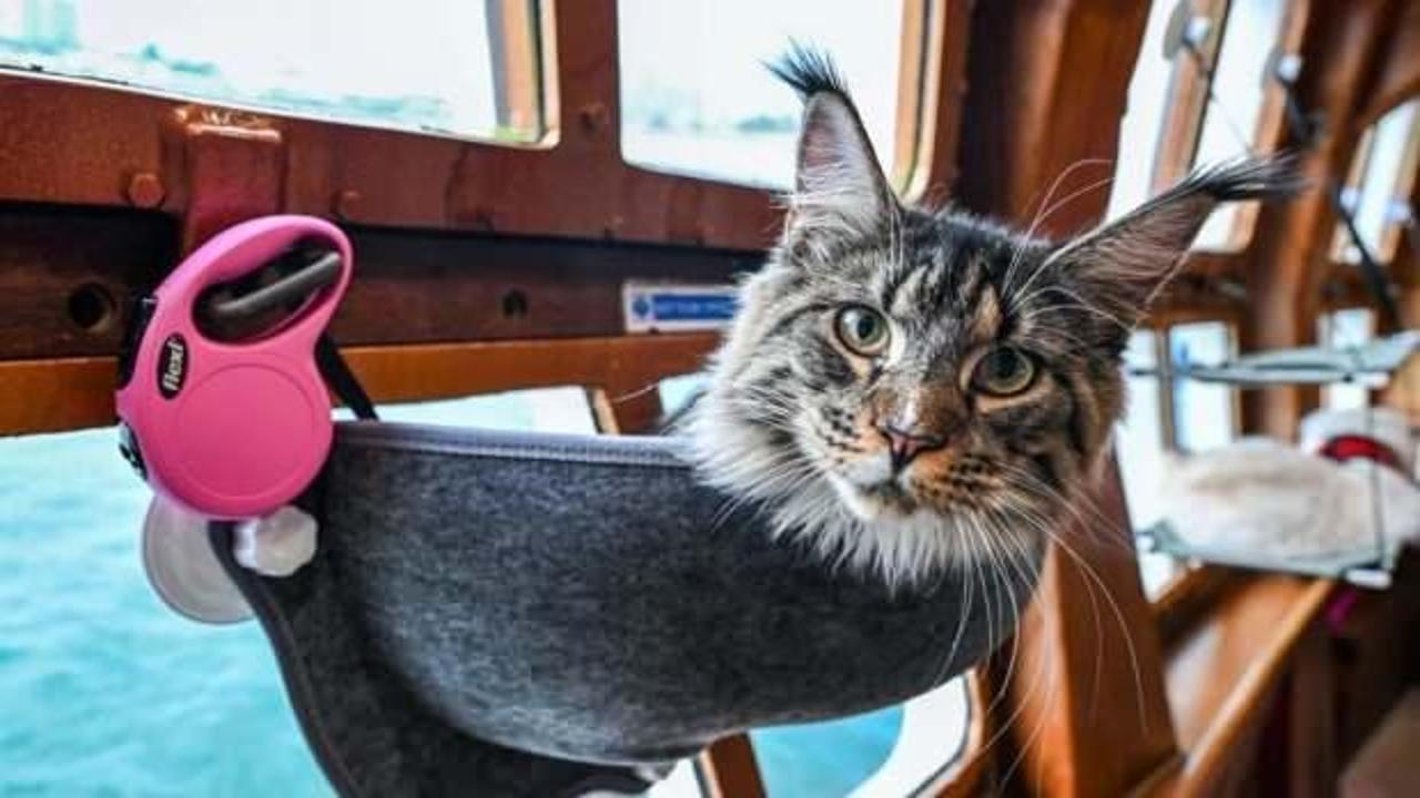 Kediler için lüks tekne turu: 5 bin liralık gezi