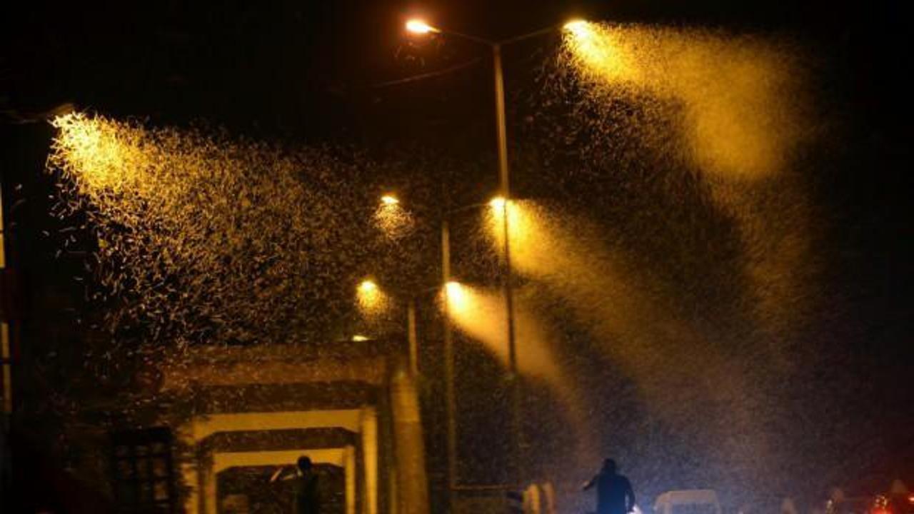 Milyonlarca kelebeğin &ouml;l&uuml;m dansı!