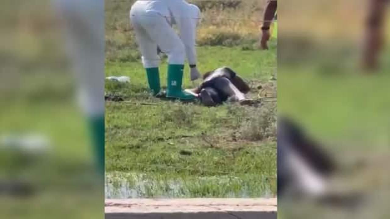Şanlıurfa'da kuduz hastası hastaneden ka&ccedil;tı, vatandaşlar paniğe kapıldı