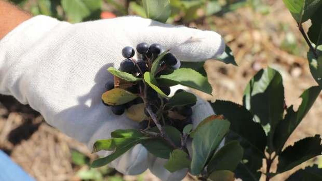 'Süper meyve' hasadı başladı! Kilosu 250 TL'den satılıyor