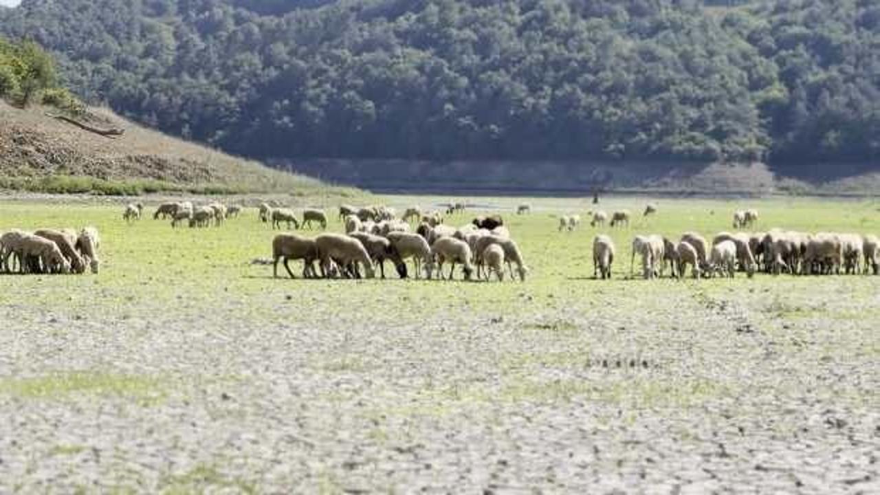 Alibey Deresi'ne bağlanan göl kurudu: Keçiler otlamaya başladı