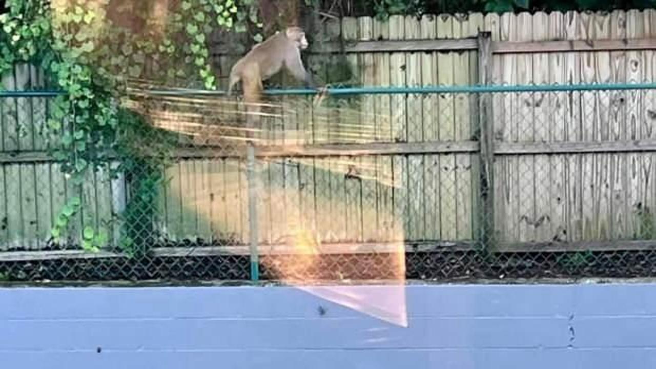 Florida'da vahşi maymun alarmı