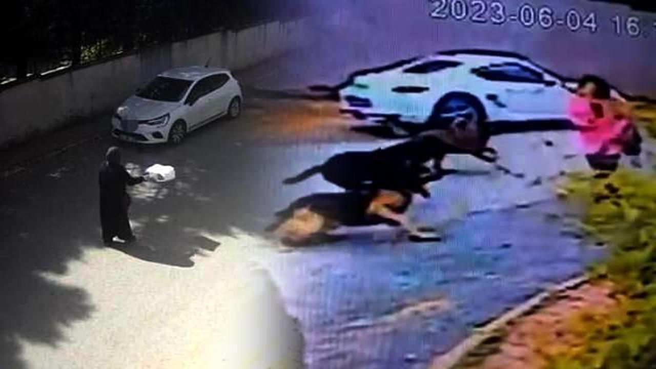 İstanbul'da korkunç olay: Başıboş sokak köpekleri kadınlara dehşeti yaşattı