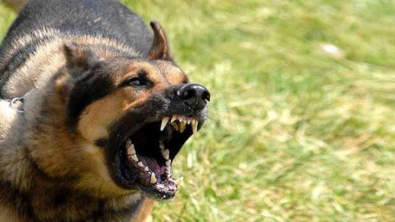 Kanal 7 çalışanına köpek saldırısında yeni gelişme! Avukattan açıklama geldi