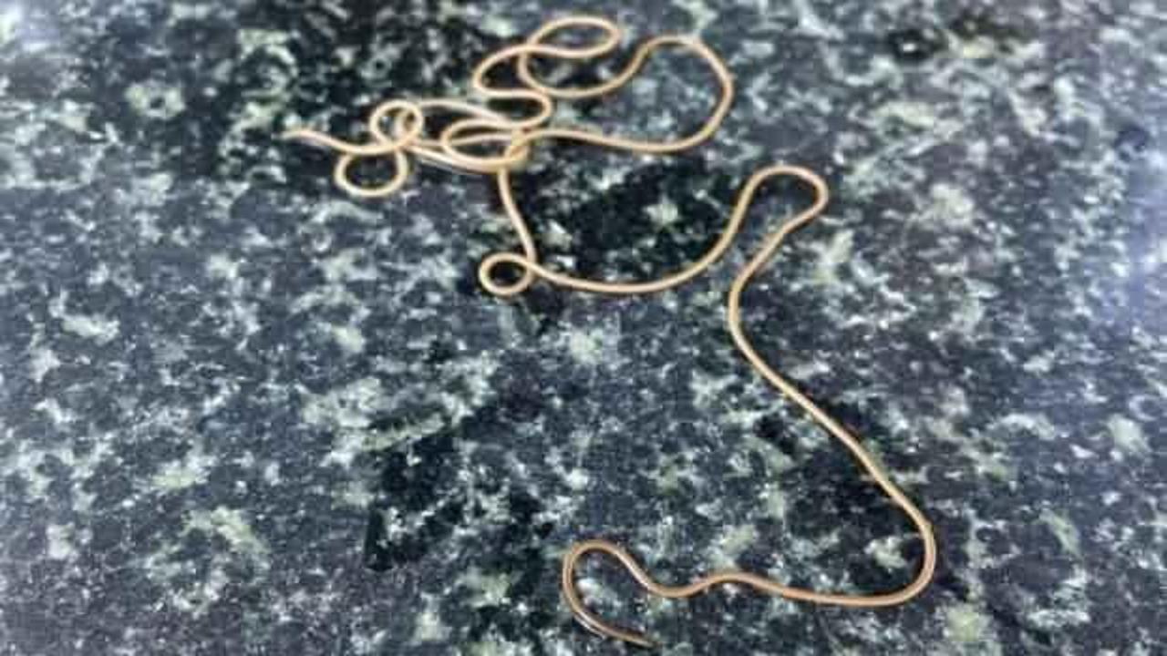 K&ouml;y &ccedil;eşmesinde g&ouml;r&uuml;len ilgin&ccedil; canlı şaşkına &ccedil;evirdi