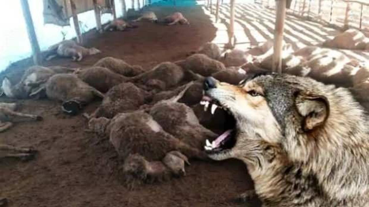 Yozgat'ta kurt sürüsü dehşet saçtı: 30 koyun telef oldu