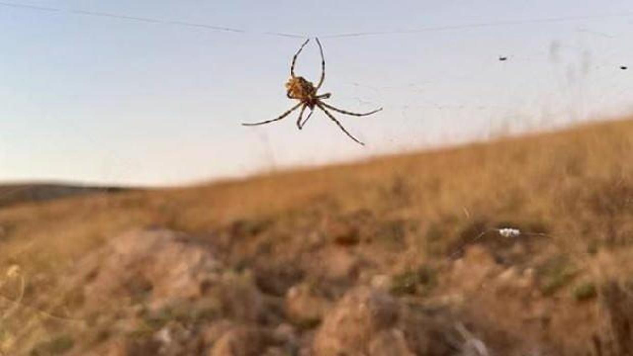 Dünyanın en zehirli örümceklerinden 'argiope lobata' Kırşehir'de görüldü