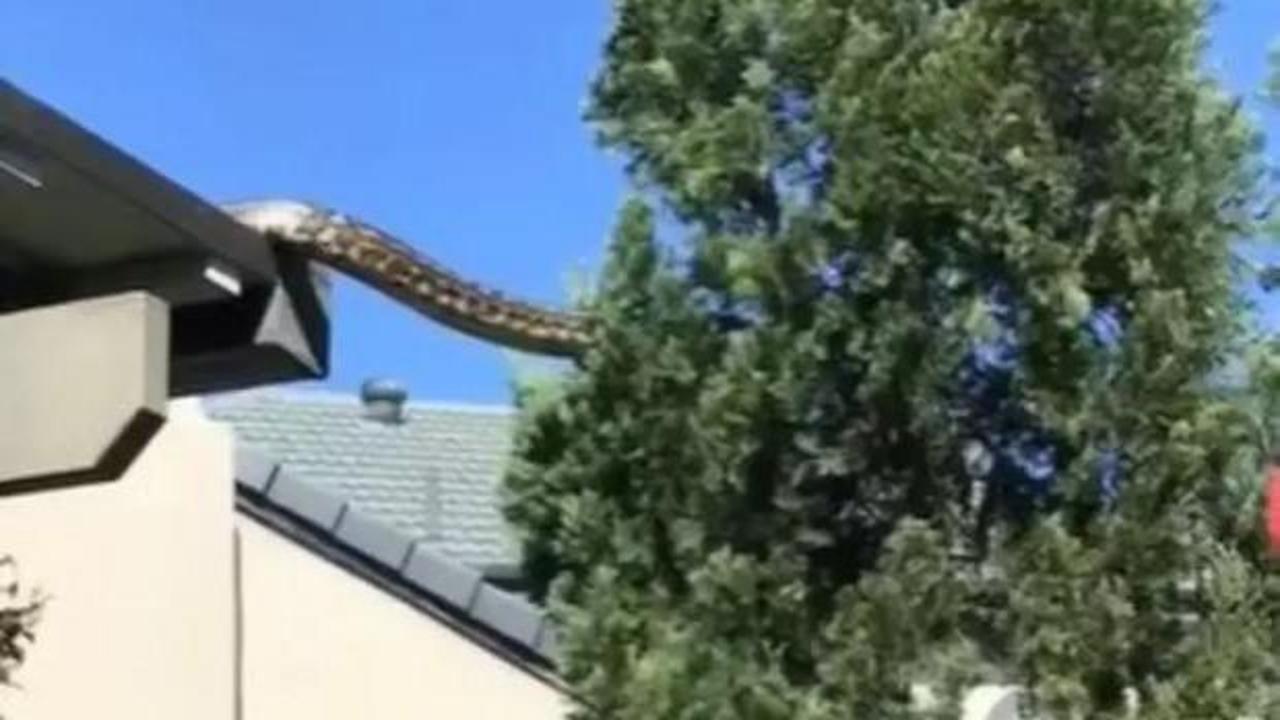 Evin &ccedil;atısındaki devasa piton korkuttu